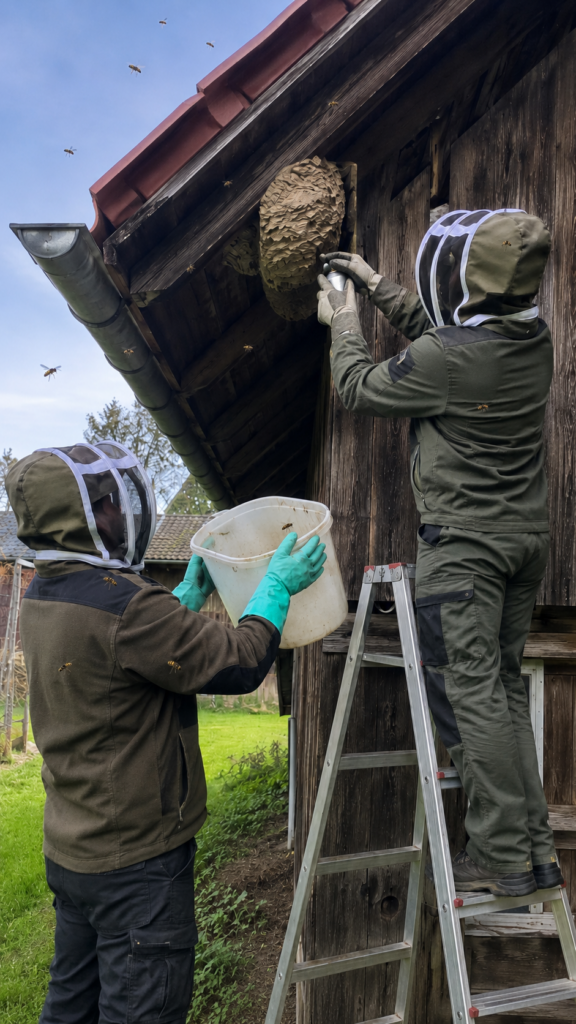 Wespenhilfe nach klarer Einschätzung
